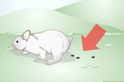 How to Care for a Rabbit with GI Stasis