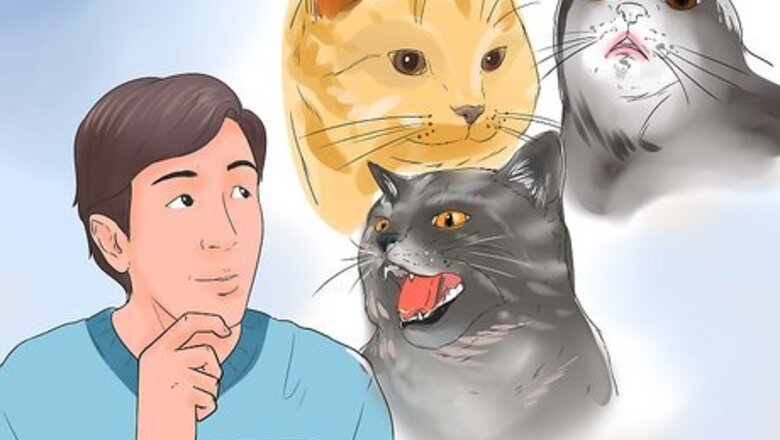 How to Connect With an Animal