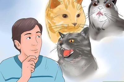 How to Connect With an Animal