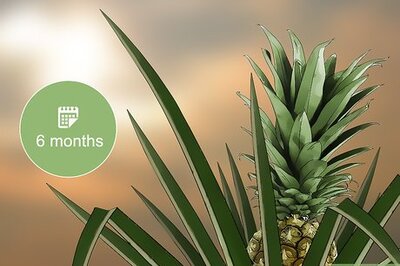 How to Harvest Pineapple