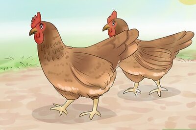 How to Keep Owls Away from Chickens