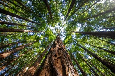 Project One Tree: What is Reforestation, How are Trees Replanted and How Can it Help Our Planet?