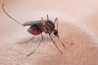 This Skin Cream May Protect Against Dengue, Zika Viruses
