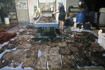 8 kg Plastic Bags Found in Stomach of Dead Pilot Whale in Thailand