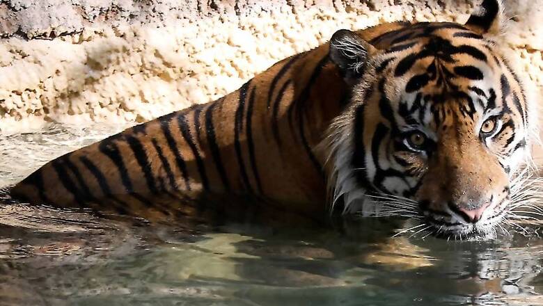 High Court Upholds Maharashtra Forest Dept's Order to Shoot 'Man-eater' Tigress