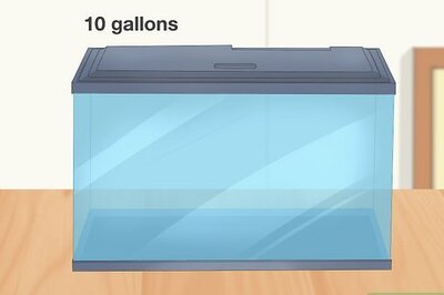 How to Care for a Marine Hermit Crab