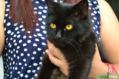 How to Put on a Cat Harness