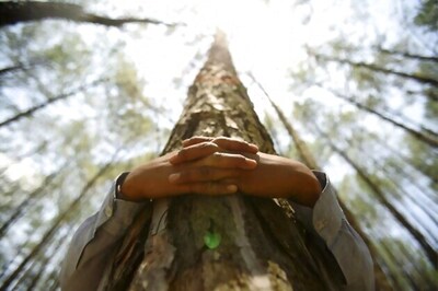 Ambikapur villagers pay tribute to fallen trees to mark Environment Day