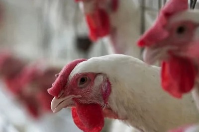 21-Year-Old Student Succumbs To Bird Flu In Vietnam; Should You Be Concerned?