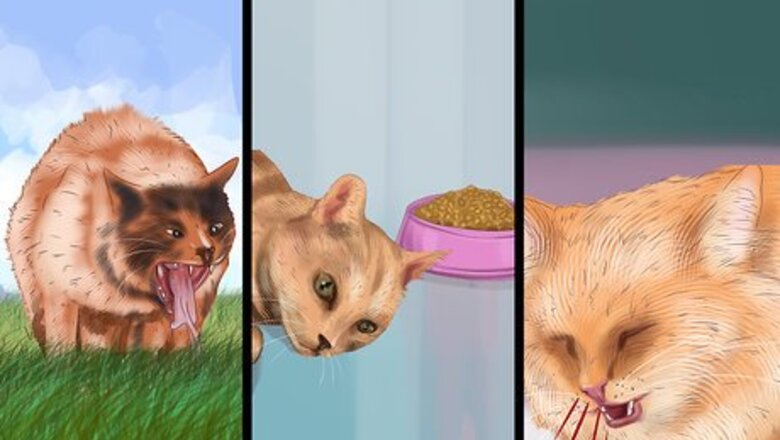 How to Help Your Cat Age Well