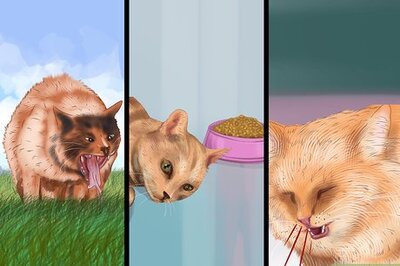 How to Help Your Cat Age Well