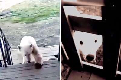 Video Shows Polar Bear With Can Stuck In Mouth ‘Asking’ For Help