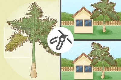 How to Trim a Palm Tree