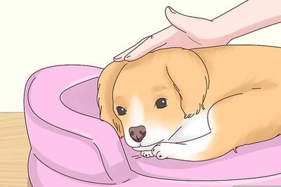 How to Recognize Signs of Anxiety in Dogs