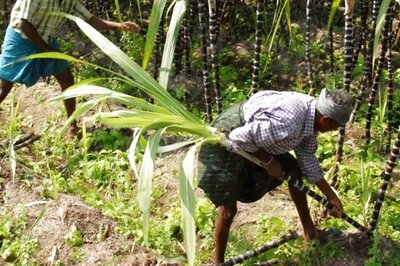 Opinion | Guaranteed MSP is State-enabled Loot That Will Not Help Real Farmers