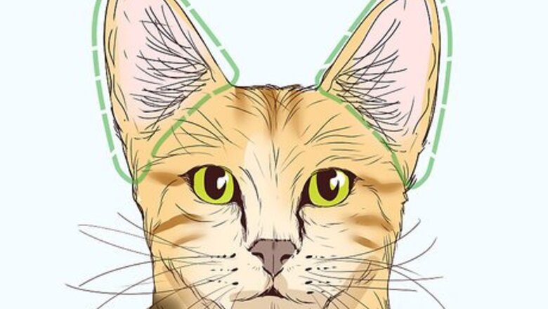 How to Identify a Savannah Cat