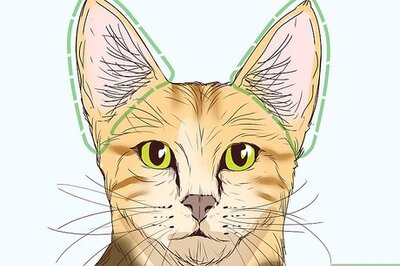 How to Identify a Savannah Cat