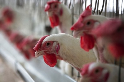 Can Bird Flu Transmit to Humans? All You Need to Know About its Spread in India