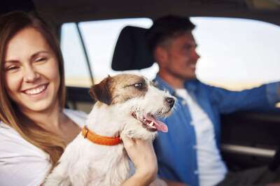 What Is Driving Pet Tourism In India? Experts Answer