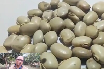 Increasing Sperm Count To Improving Brain Health, Benefits Of Kaunch Seeds