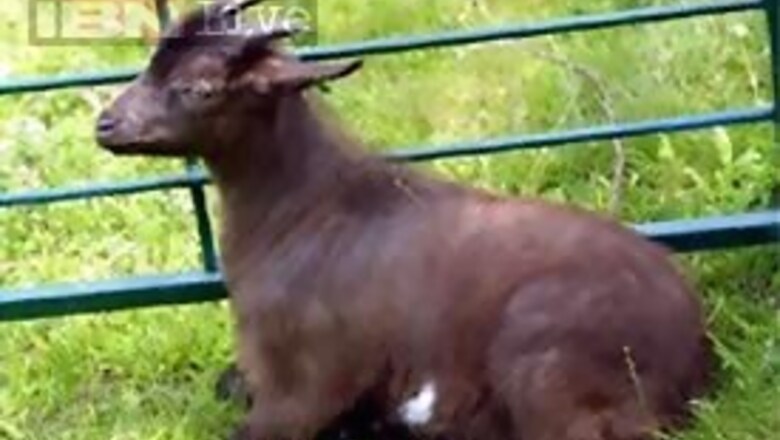 Gujarat: Goats fell unconscious after consuming liquor
