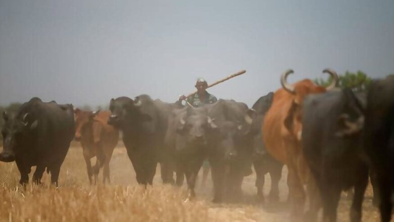 Centre's Ban on Cattle Sale for Slaughter Has Northeast India Worried