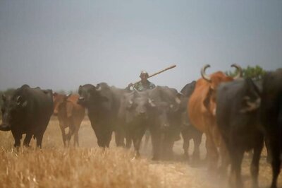 Centre's Ban on Cattle Sale for Slaughter Has Northeast India Worried