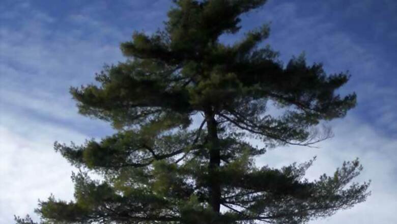 Aus: US woman's body found 30 feet up a tree