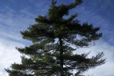 Aus: US woman's body found 30 feet up a tree