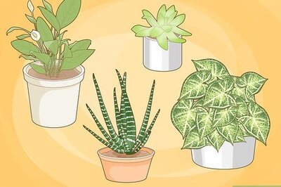 How to Grow a Garden in a Bottle