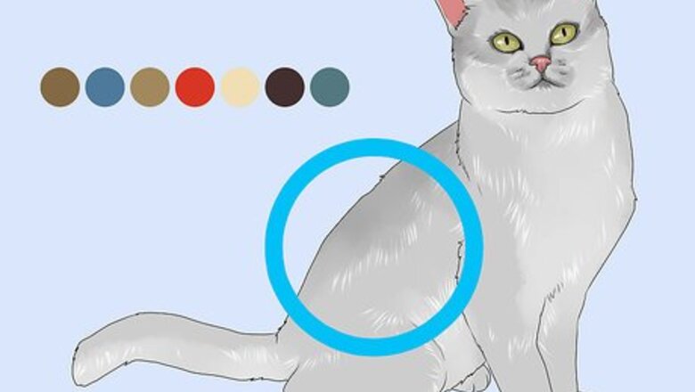 How to Identify a Burmilla Cat