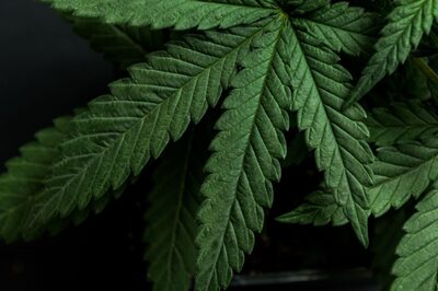 Luxembourg Plans to Legalise Growing, Using Cannabis