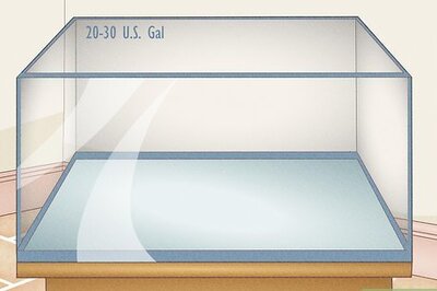 How to Take Care of Goldfish