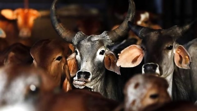 Why ban only slaughter of cows, bulls; what about other animals: HC to Maharashtra government