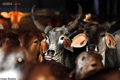 Why ban only slaughter of cows, bulls; what about other animals: HC to Maharashtra government