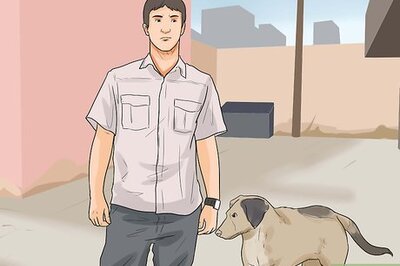 How to Catch a Stray Dog