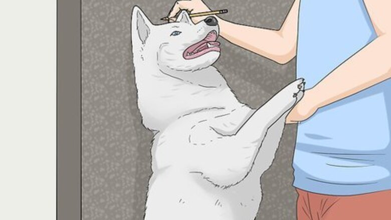 How to Measure a Dog for a Crate