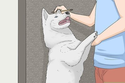 How to Measure a Dog for a Crate