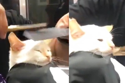 WATCH: This Cat Getting a Haircut is the Cutest Thing On the Internet