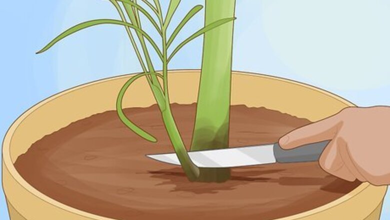 How to Propagate Areca Palm