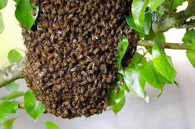 85-year-old man dies after being stung about 200 times by swarm of bees