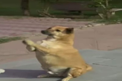 Viral Video Shows Dog Dancing To 'Radhe Radhe' Chants; Internet Amazed