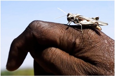 World Bank Approves Record $550 Million to Battle Locust Swarms