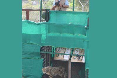 'Be Patient as Cheetahs Make Kuno Home': PM Modi Taps Wildlife Vigour in India's Green Efforts | Quotes