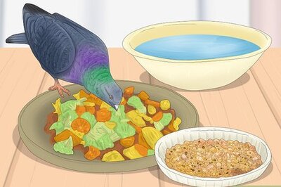 How to Know if Doves Are Right for You