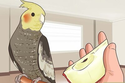 How to Get Your Cockatiel to Stop Laying Eggs
