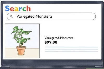 How to Grow Variegated Monstera