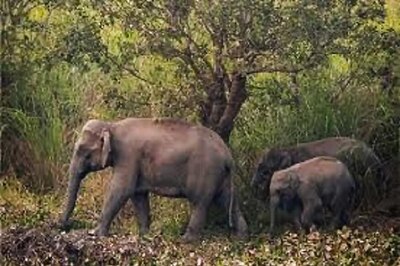2 Wild Elephants Found Dead Inside Reserve Forest in Odisha