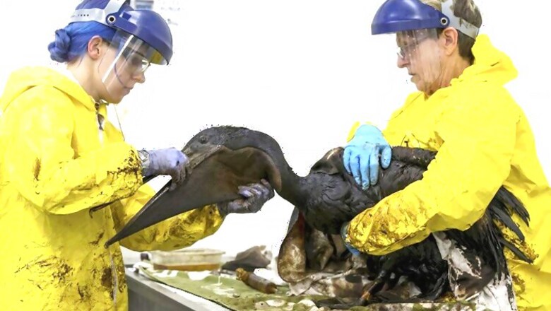 Oil-coated pelicans scrubbed clean at California rehab center