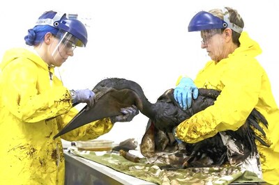 Oil-coated pelicans scrubbed clean at California rehab center